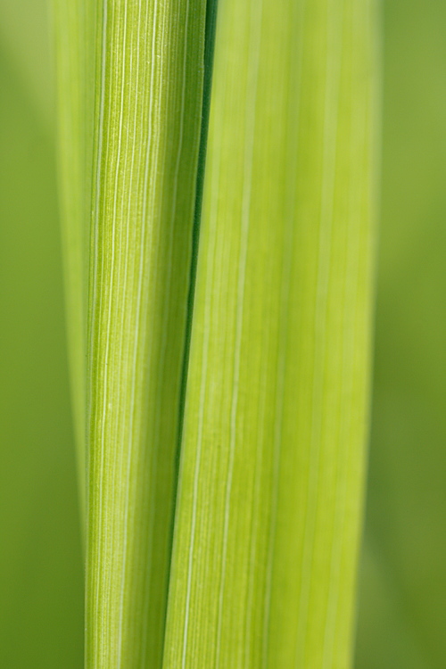 Gras #4