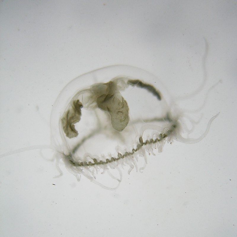 Süßwasserqualle 1/2007