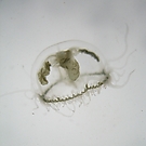 Süßwasserqualle 1/2007