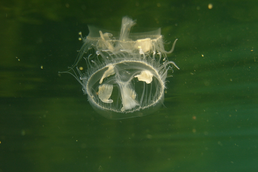 Süßwasserqualle gespiegelt