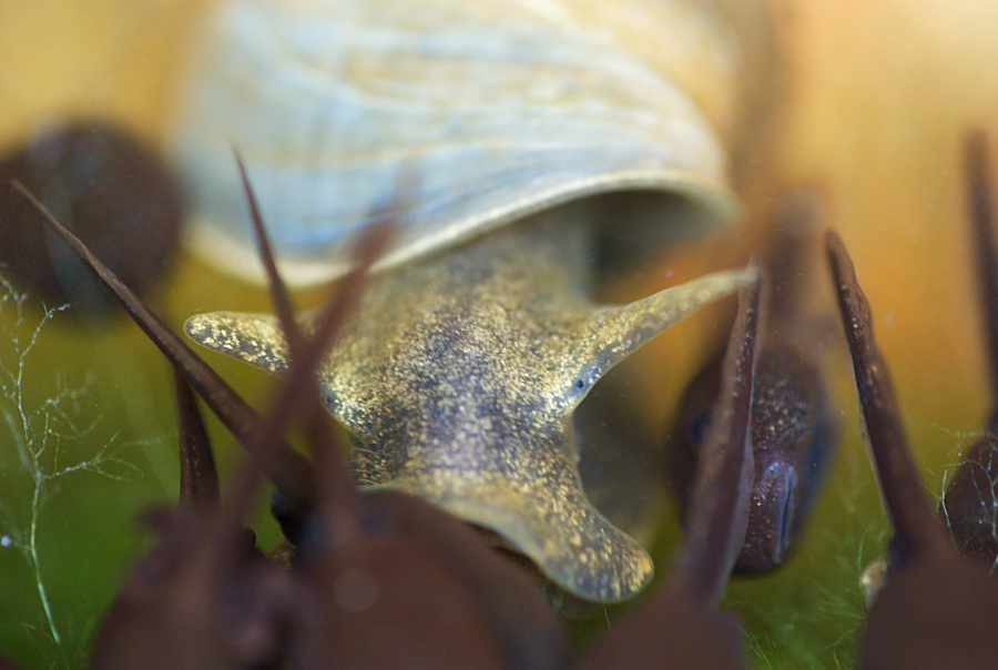 Schnecke und Kaulquappen