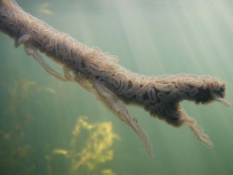 Moostierchen im Gegenlicht