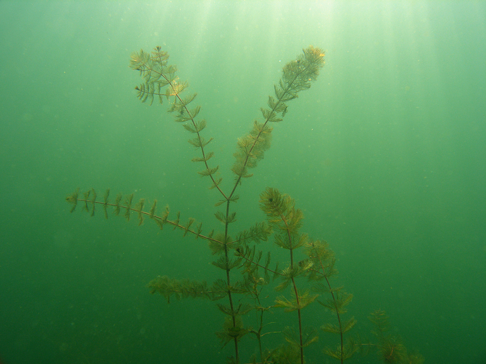 Ähriges Tausendblatt