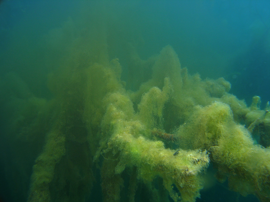 Unterwasserlandschaft