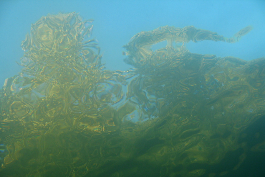 Zwei Bäume - aus dem Wasser