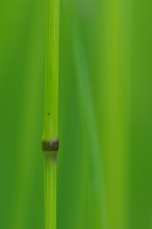 Gras #11