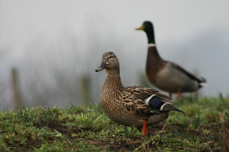 Entenpaar (ND)