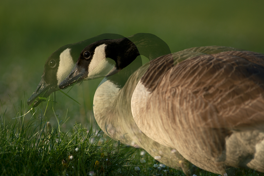 Kanadagans doppelt belichtet
