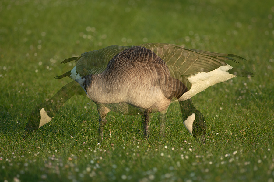 Kanadagans doppelt belichtet