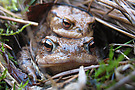Krötenpaar