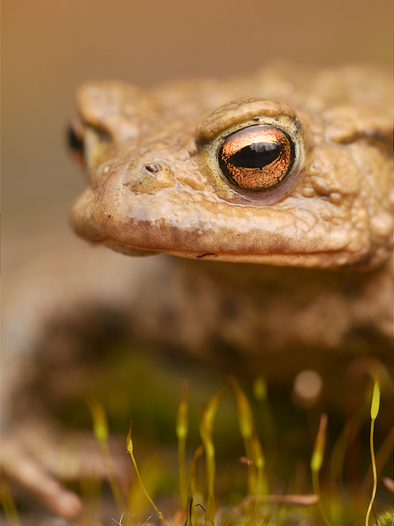 Erdkröte