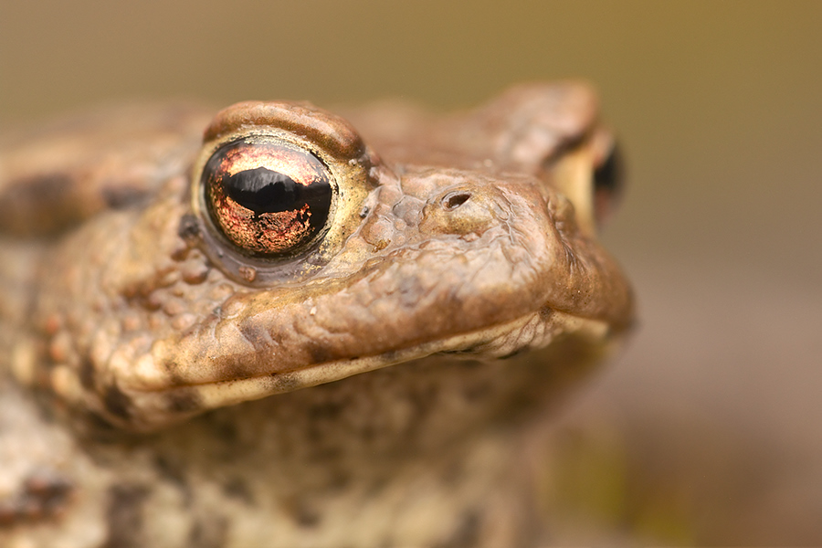 Erdkröte