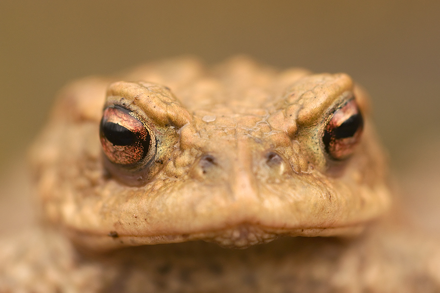 Erdkröte