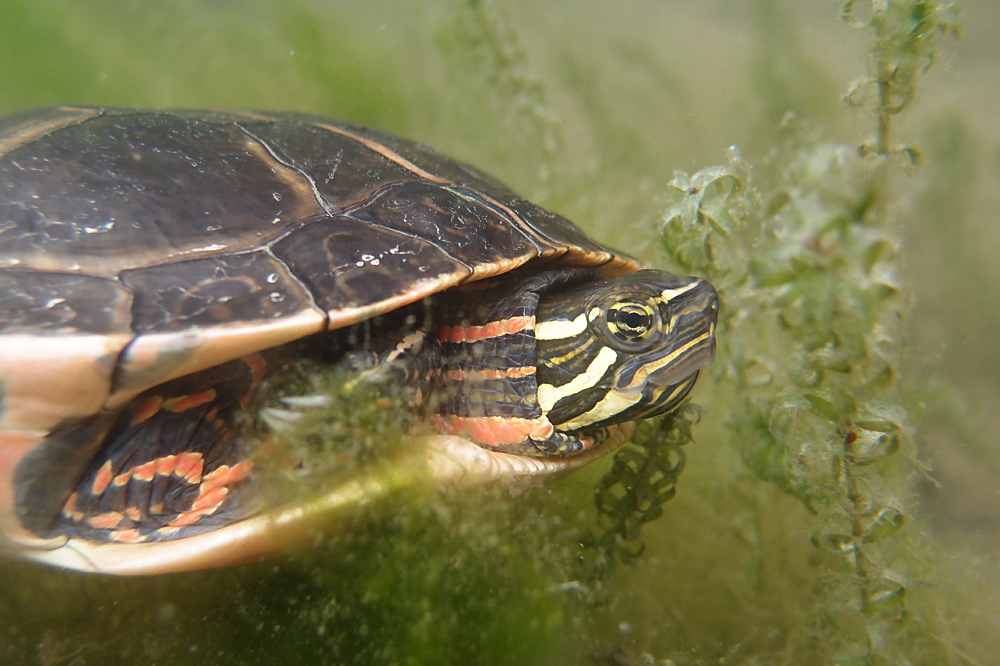 Südliche Zierschildkröte