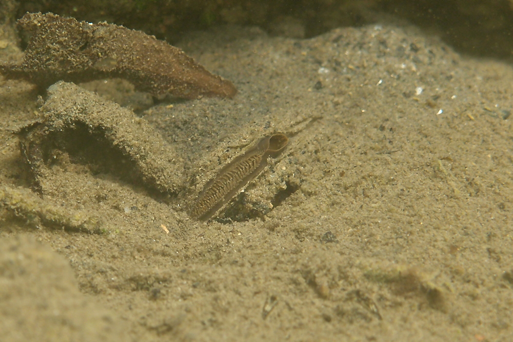 Teichmuschel gut getarnt