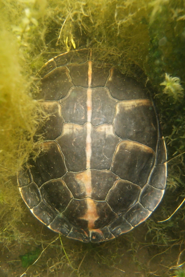 Südliche Zierschildkröte (Vogel Strauß Edition)