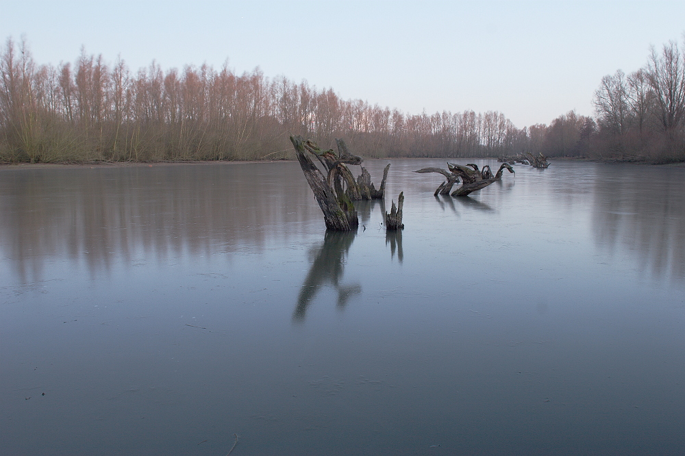 Weiden in der Rheinaue Walsum