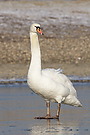 Schwan auf Eis