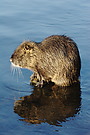 Nutria