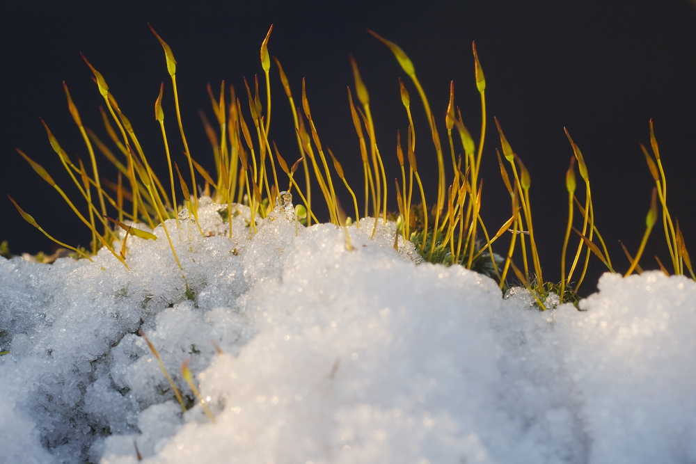 Sporenkapseln im Schnee