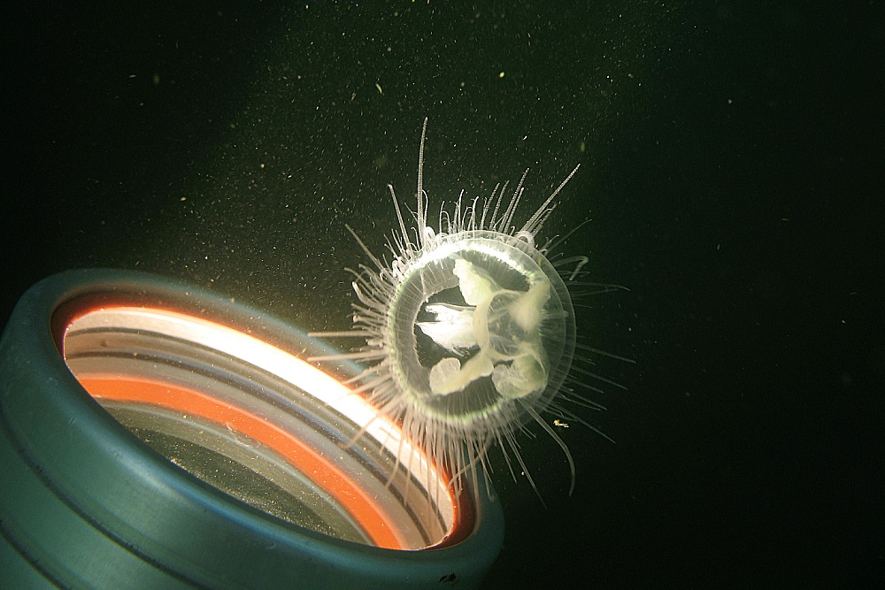 Süßwasserqualle mit Lampe
