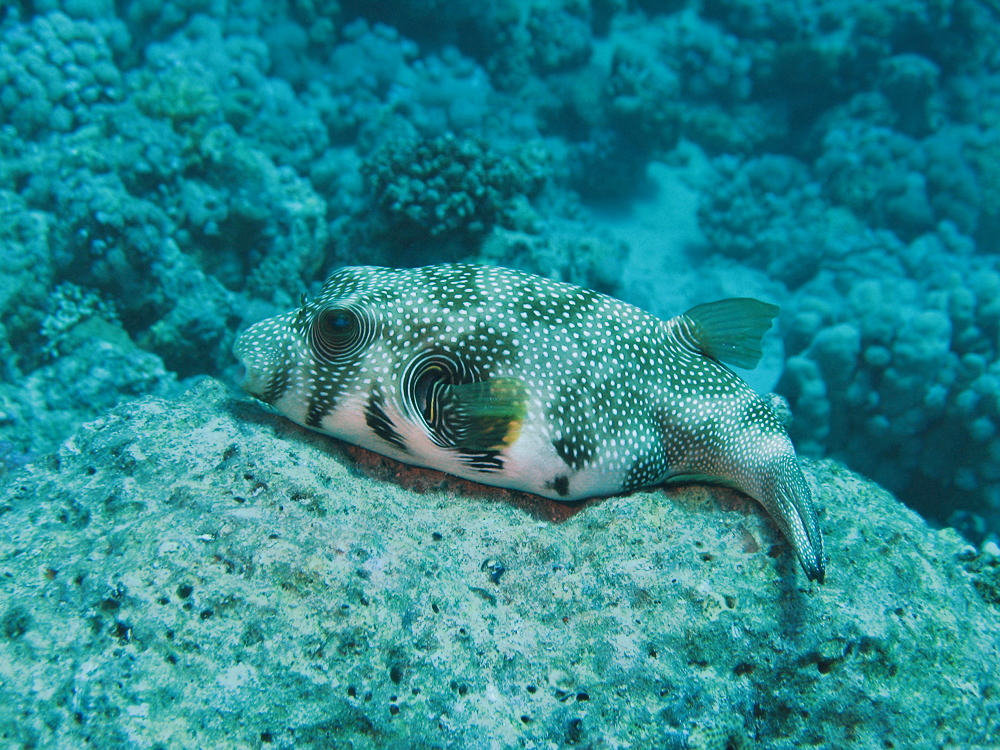 Weißflecken-Kugelfisch