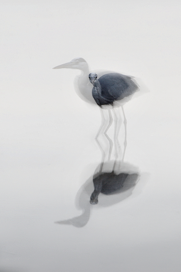 Graureiher in 8 Sekunden