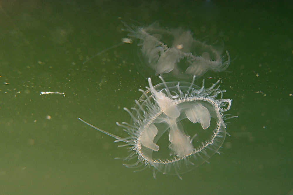 Süßwasserqualle gespiegelt
