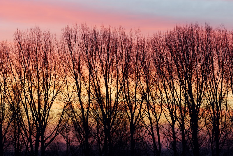 Sonnenaufgang an der Bislicher Insel