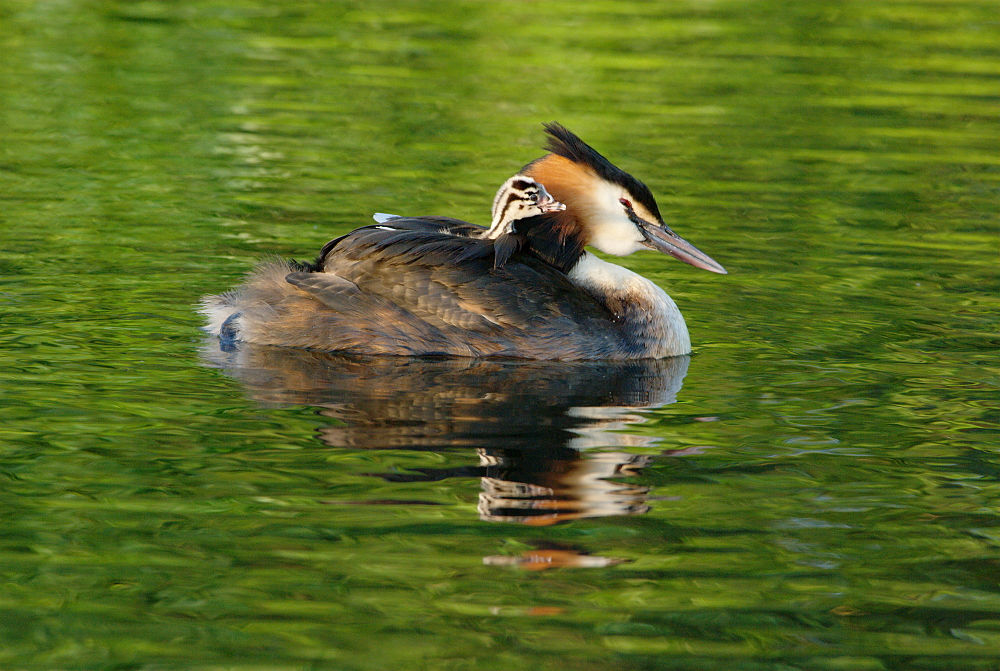Haubentaucher mit Jungtier