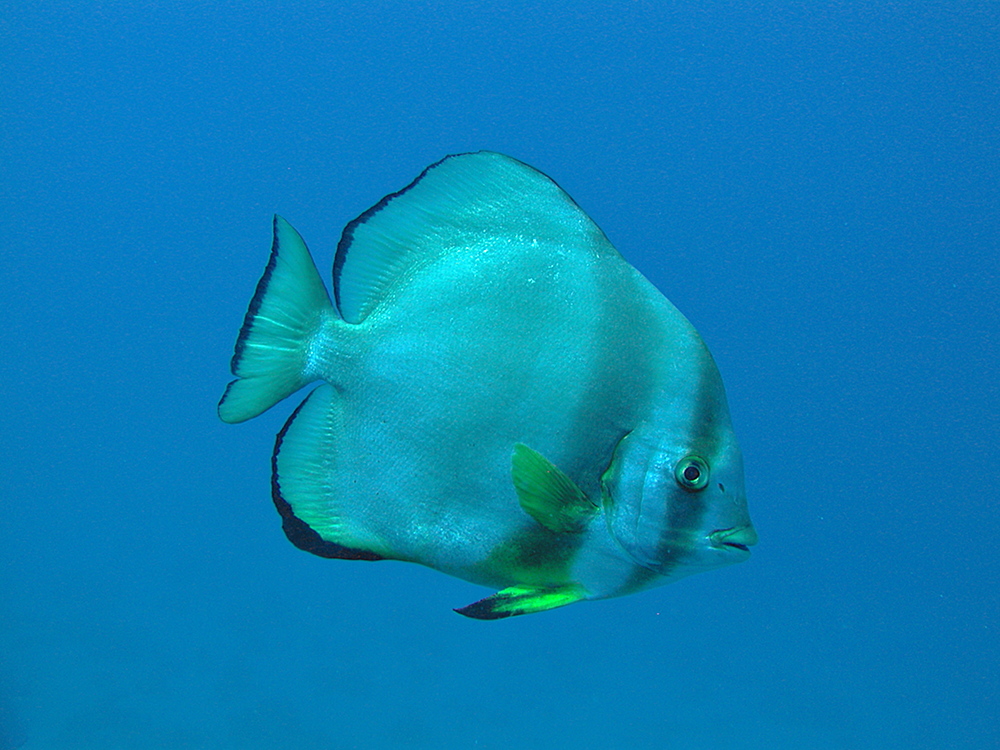 Spitzkopf-Fledermausfisch