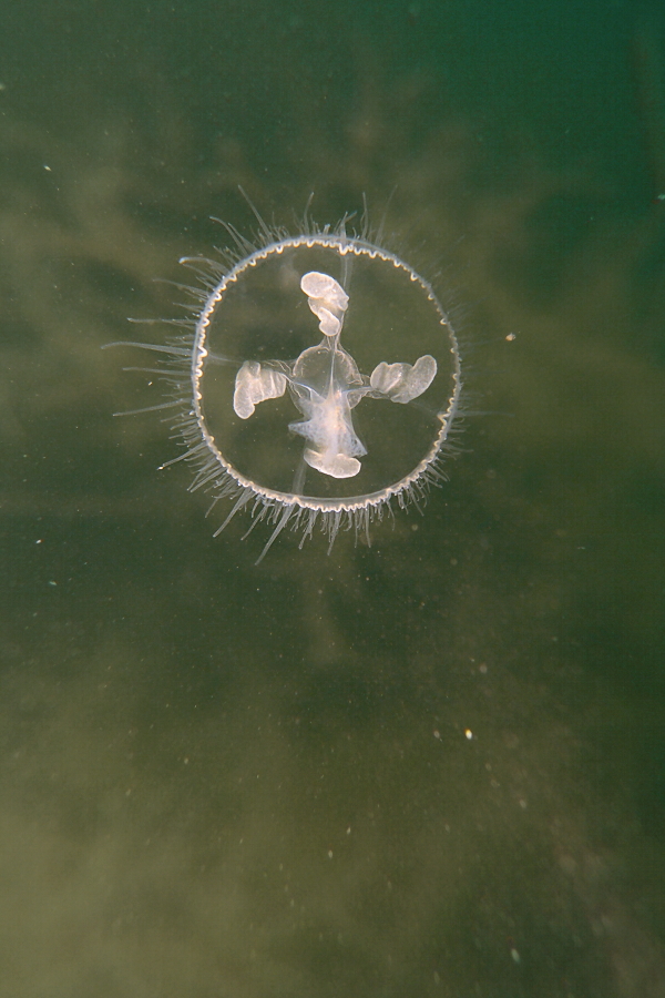 Süßwasserqualle vor Pflanzen