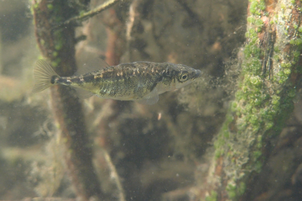 Dreistachliger Stichling