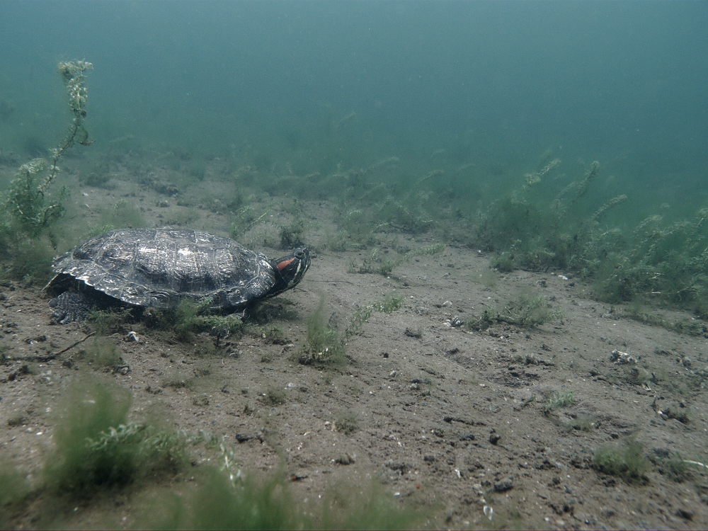 Rotwangen-Schmuckschildkröte