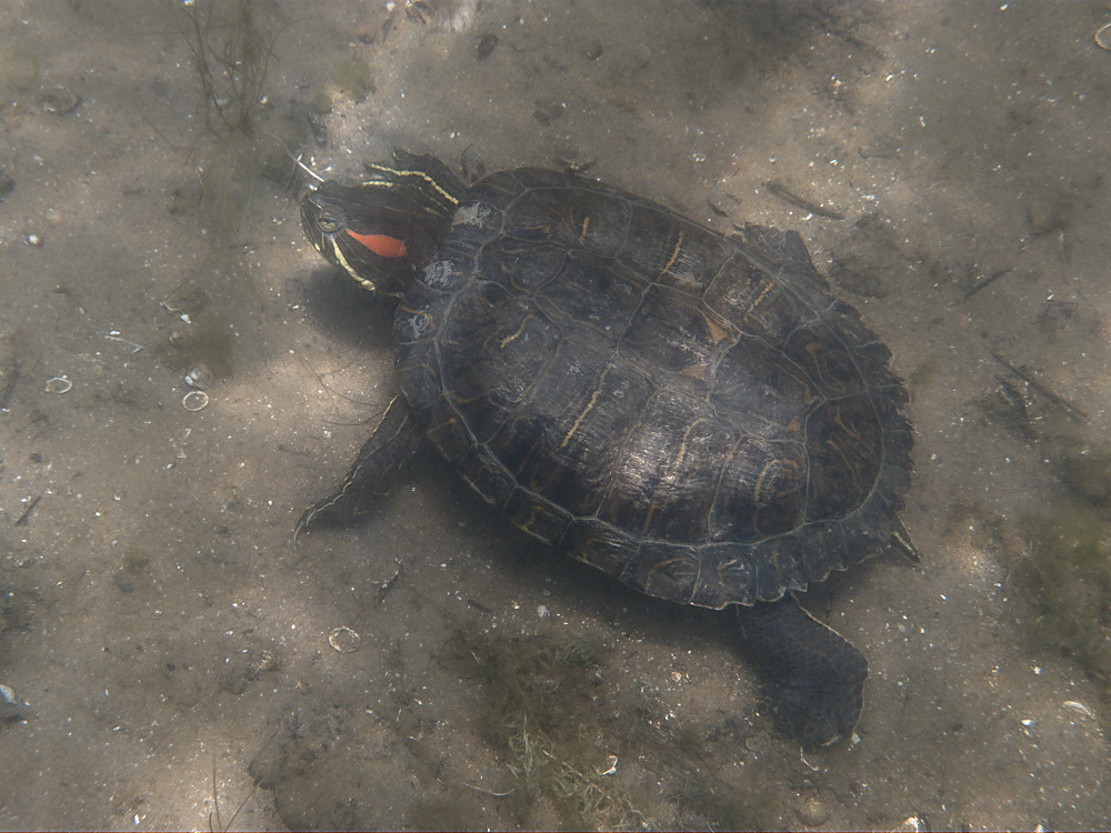 Rotwangen-Schmuckschildkröte