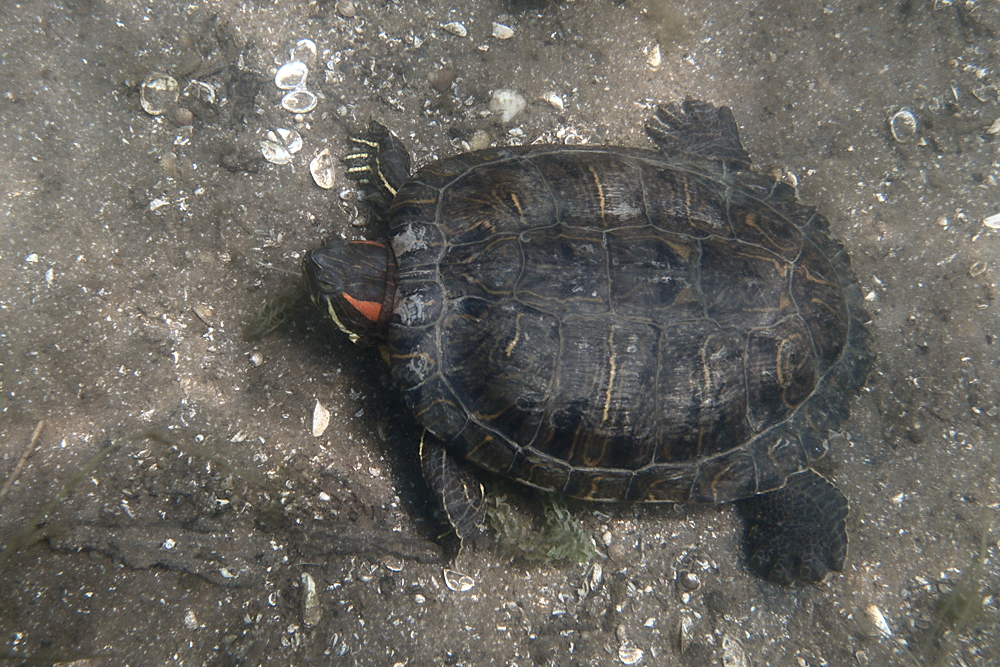 Rotwangen-Schmuckschildkröte