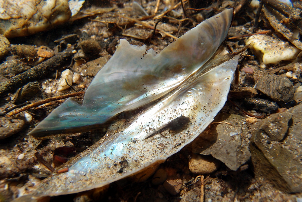 Kaulquappe in Muschelrest