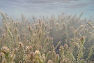 Unterwasserlandschaft