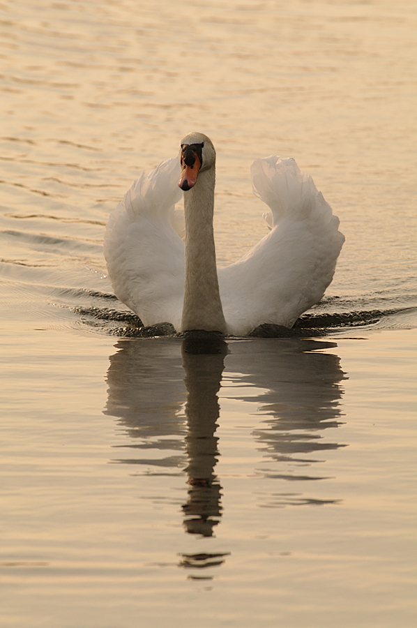 Schwan am Abend