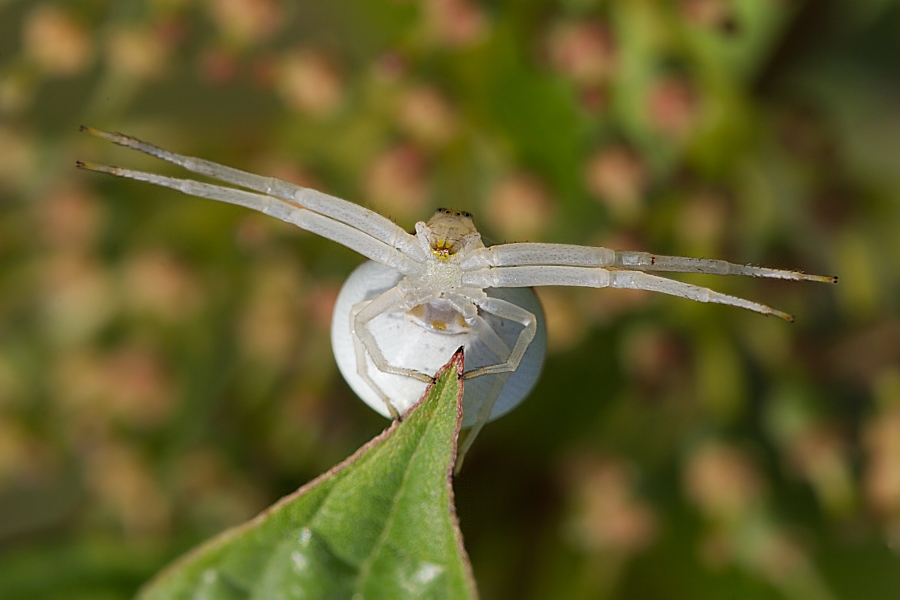 Veränderliche Krabbenspinne