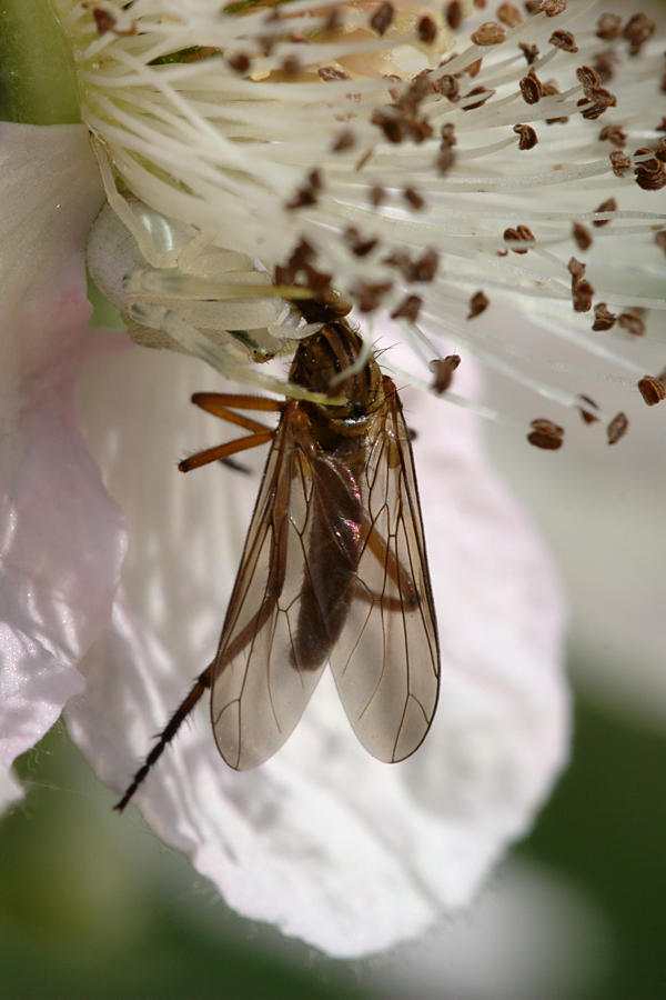 Veränderliche Krabbenspinne mit Beute