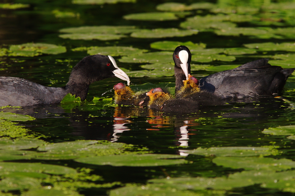 Fütterung der Raubtiere