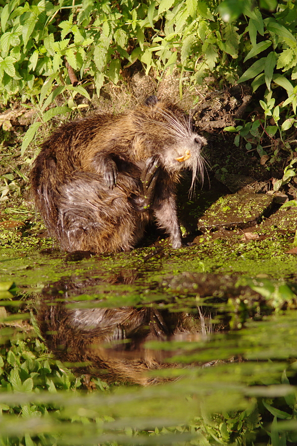 Nutria