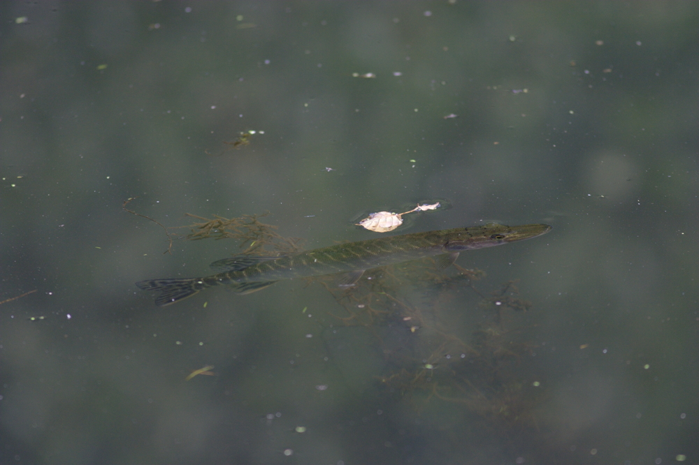 Unbearbeitete Version