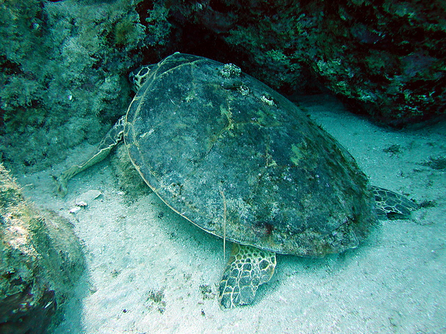 So schlafen Schildkröten!