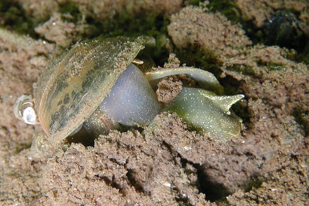 Schnecken, durcheinander