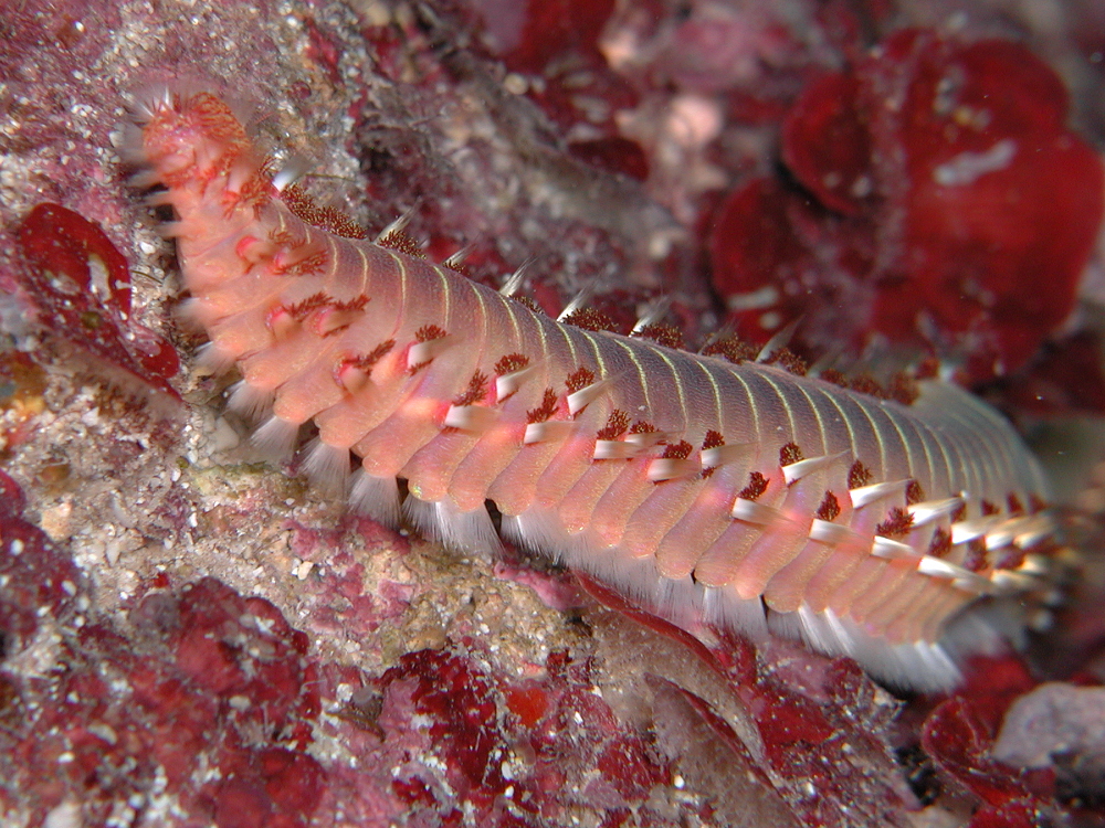 Die andere Seite des Feuerwurms