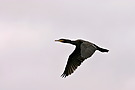 Kormoran im Flug