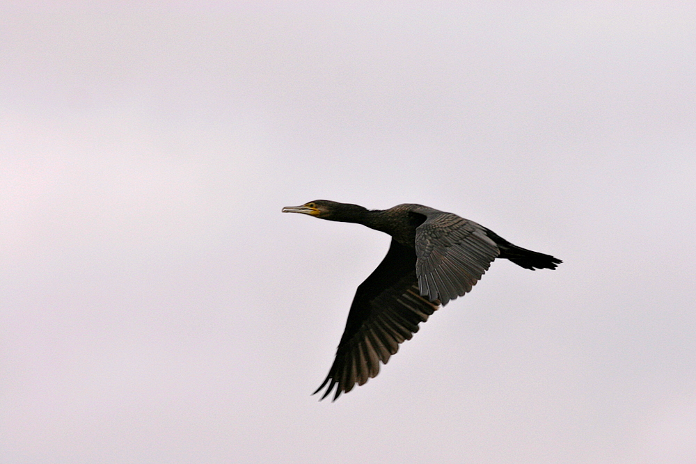 Kormoran im Flug