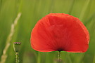 Mohn